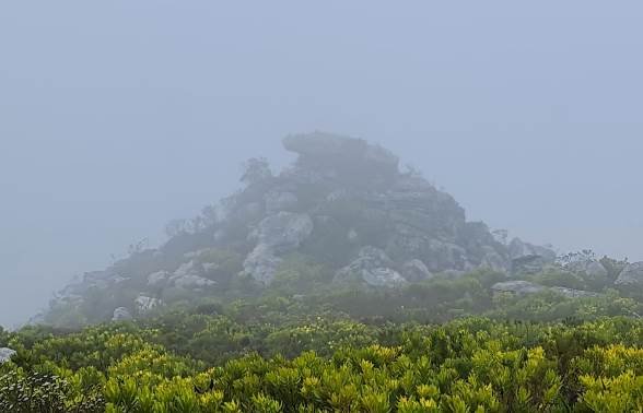 Dry season fynbos watering